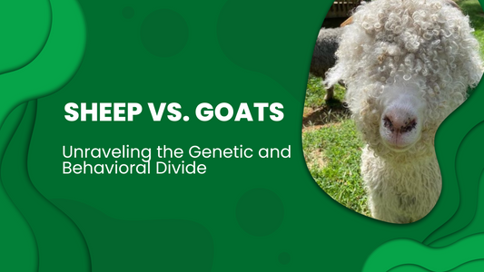 Sheep vs. Goats: Unraveling the Genetic and Behavioral Divide