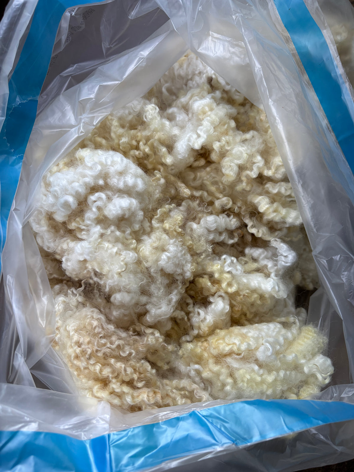 Washed Wool #029 - Border Leicester