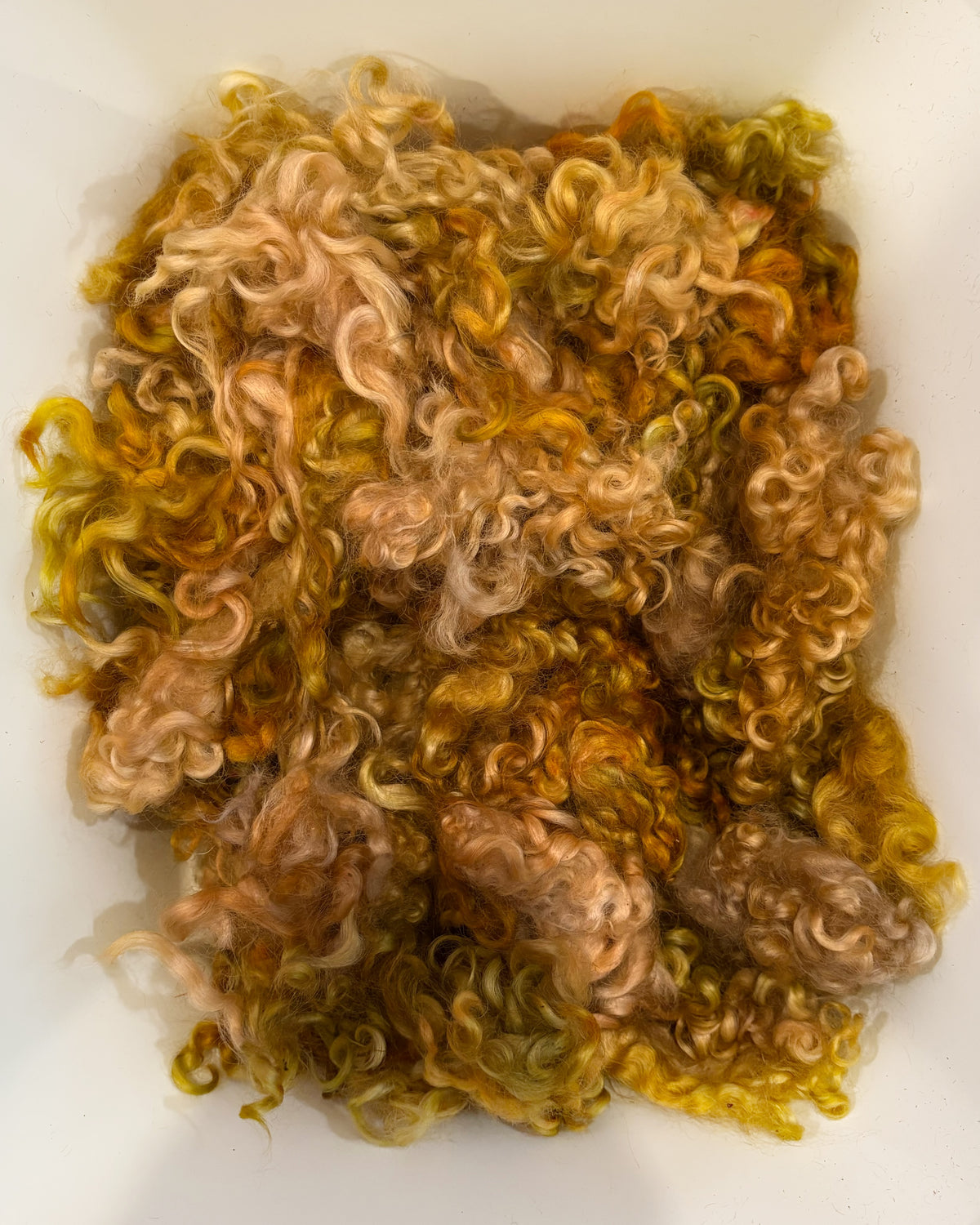 Dyed Cotswold locks #263 — curly wool locks, medium VM, 2oz